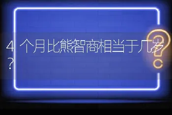 4个月比熊智商相当于几岁？