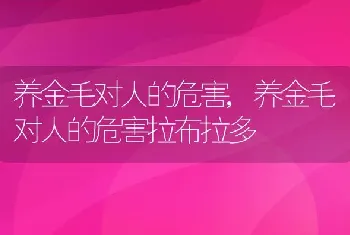 养金毛对人的危害，养金毛对人的危害拉布拉多