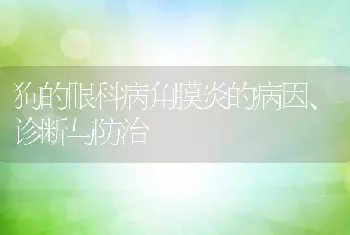 狗的眼科病角膜炎的病因、诊断与防治