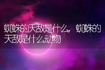 蜘蛛的天敌是什么，蜘蛛的天敌是什么动物