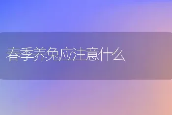 春季养兔应注意什么