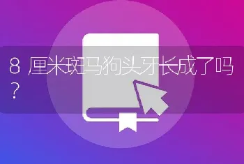 8厘米斑马狗头牙长成了吗？