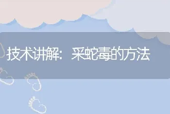 技术讲解:采蛇毒的方法