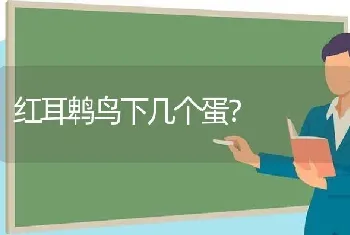 红耳鹎鸟下几个蛋？