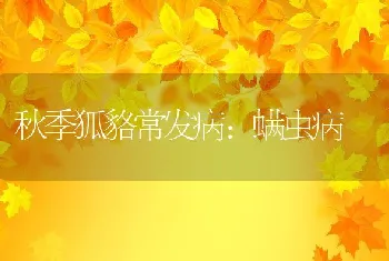 秋季狐貉常发病:螨虫病