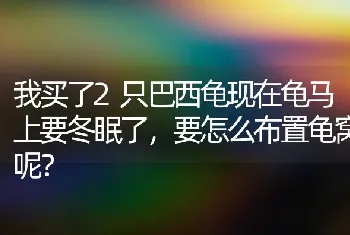 我买了2只巴西龟现在龟马上要冬眠了，要怎么布置龟窝呢？