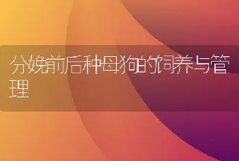 分娩前后种母狗的饲养与管理