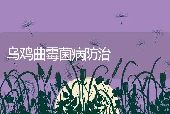 乌鸡曲霉菌病防治