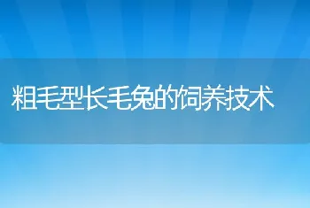 粗毛型长毛兔的饲养技术