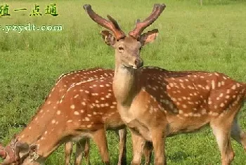 能繁母鹿饲养管理方法