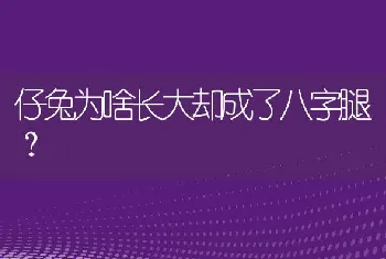 仔兔为啥长大却成了八字腿？