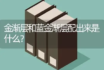 金渐层和蓝金渐层配出来是什么？