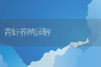 青虾养殖详解