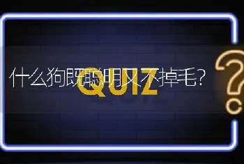 什么狗既聪明又不掉毛？