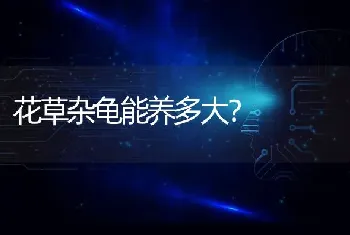 边牧、阿拉斯加、哈士奇，我不知道选哪个好？