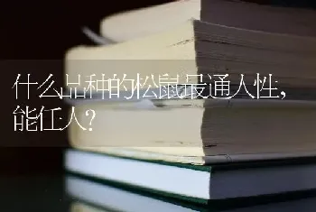 什么品种的松鼠最通人性,能任人？