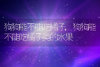 狗狗能不能吃橘子，狗狗能不能吃橘子类的水果