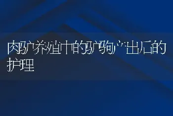 肉驴养殖中的驴驹产出后的护理