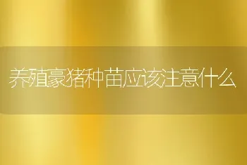 养殖豪猪种苗应该注意什么