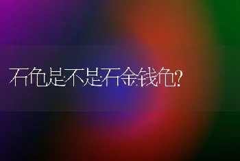 石龟是不是石金钱龟？