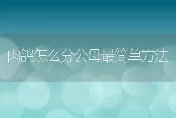 肉鸽怎么分公母最简单方法