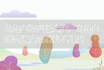 乌龟白眼病怎么治，乌龟白眼病怎么治最快不用药