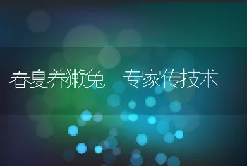 春夏养獭兔 专家传技术