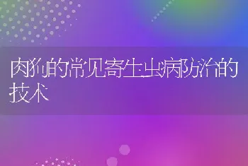 肉狗的常见寄生虫病防治的技术