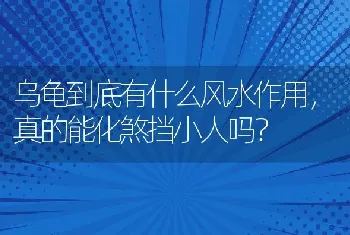 乌龟到底有什么风水作用，真的能化煞挡小人吗？