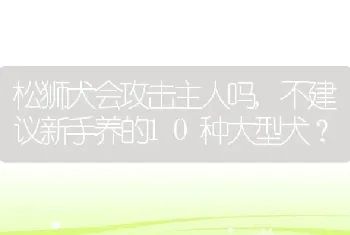 松狮犬会攻击主人吗，不建议新手养的10种大型犬？