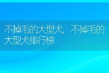 不掉毛的大型犬，不掉毛的大型犬排行榜