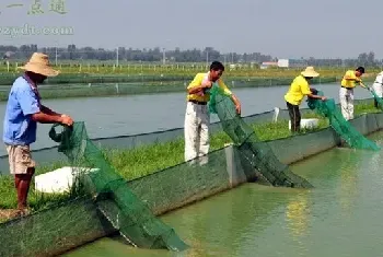 夏季高温酷暑泥鳅养殖的水质管理