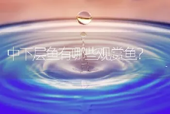 中下层鱼有哪些观赏鱼？