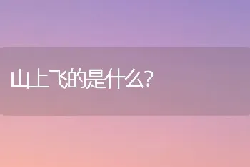 山上飞的是什么？