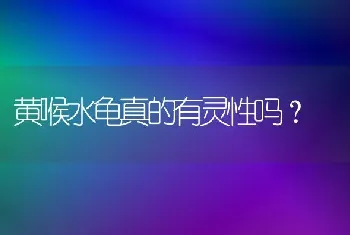 黄喉水龟真的有灵性吗？