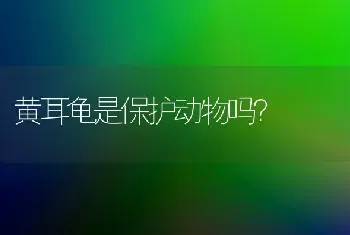 黄耳龟是保护动物吗？