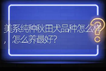 美系纯种秋田犬品种怎么样,怎么养最好？