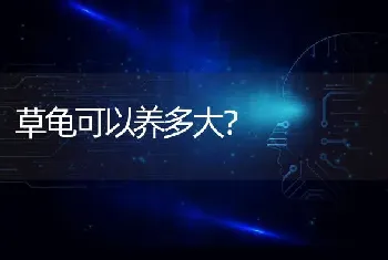 草龟可以养多大？