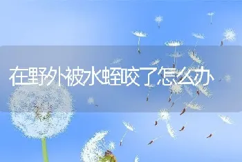 在野外被水蛭咬了怎么办