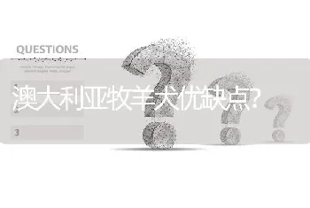 澳大利亚牧羊犬优缺点？