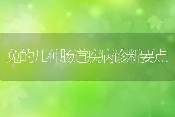 兔的几种肠道疾病诊断要点