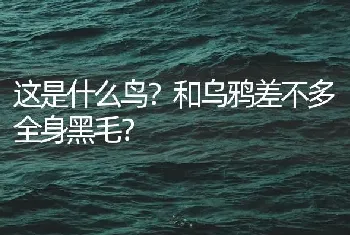 这是什么鸟？和乌鸦差不多全身黑毛？