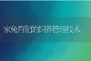 家兔育肥的饲养管理技术