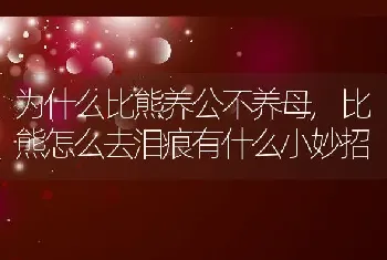 为什么比熊养公不养母，比熊怎么去泪痕有什么小妙招