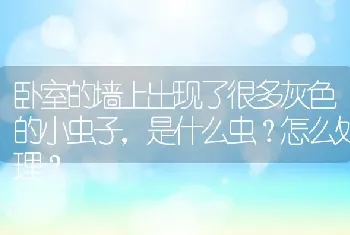 卧室的墙上出现了很多灰色的小虫子，是什么虫？怎么处理？