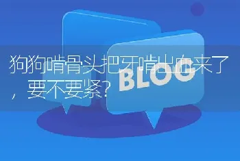 狗狗啃骨头把牙啃出血来了，要不要紧？