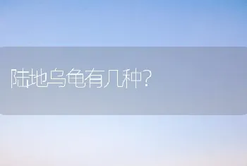 4个月柯基狗粮还需要泡吗？