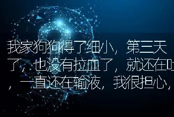 我家狗狗得了细小，第三天了，也没有拉血了，就还在吐，一直还在输液，我很担心，不知道能不能挺过来？