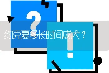 约克夏多长时间成犬？