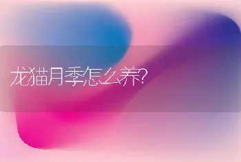 龙猫月季怎么养？